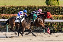 【東京12R】武豊コーカサスゴールドが人気に応える