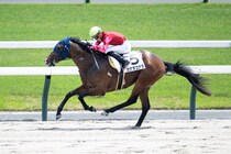 【京都6R】ゴールドドリーム産駒カナタコナタがオープン入り