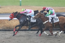 【ユニコーンS登録馬】サウジダービー5着・ケイアイアギトなど16頭