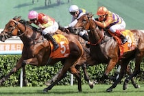 【チャンピオンズマイル】伏兵キャップフェラ激走の2着…ウィリアムズ「国際レベルでも戦えること見せた」