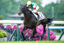 【京都7R】単勝1.4倍タンテドヴィーヴルが断然の支持に応える