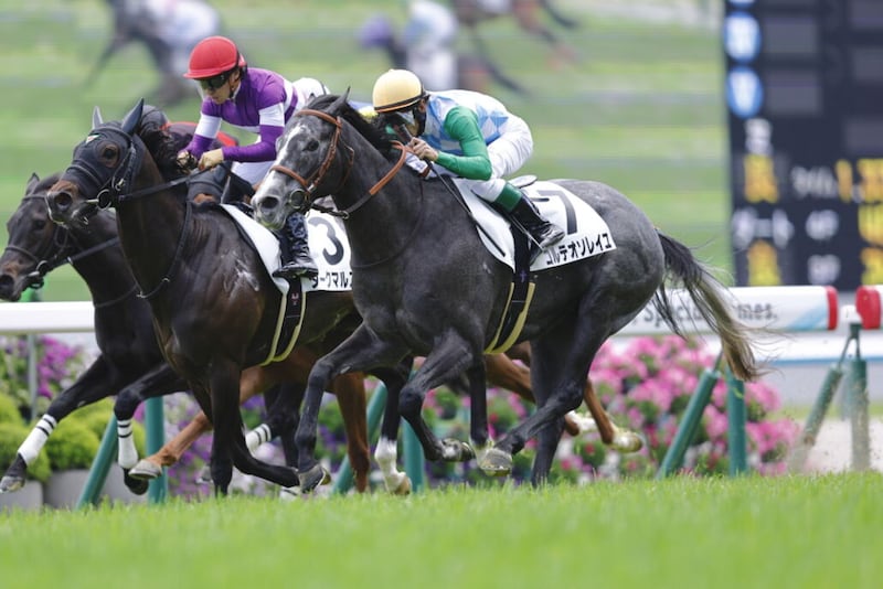 【京都5R】ウインブライト産駒 コルテオソレイユが競り勝つ、人気に応えるV