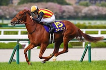 【オークス登録馬】桜花賞馬スターアニスなど22頭