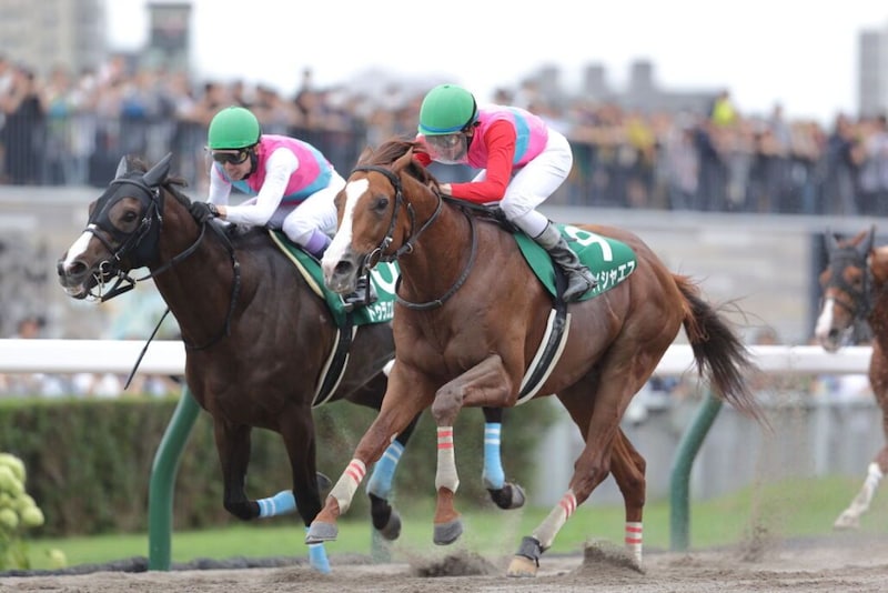ペイシャエス引退…美浦トレセンで乗馬へ