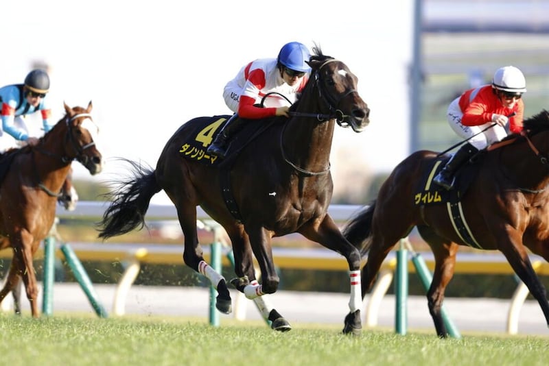 【目黒記念登録馬】ダノンシーマなど16頭