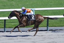 【桃山S】テーオーマルコーニが鮮やか抜け出しV…ロスのない立ち回りでオープン入り