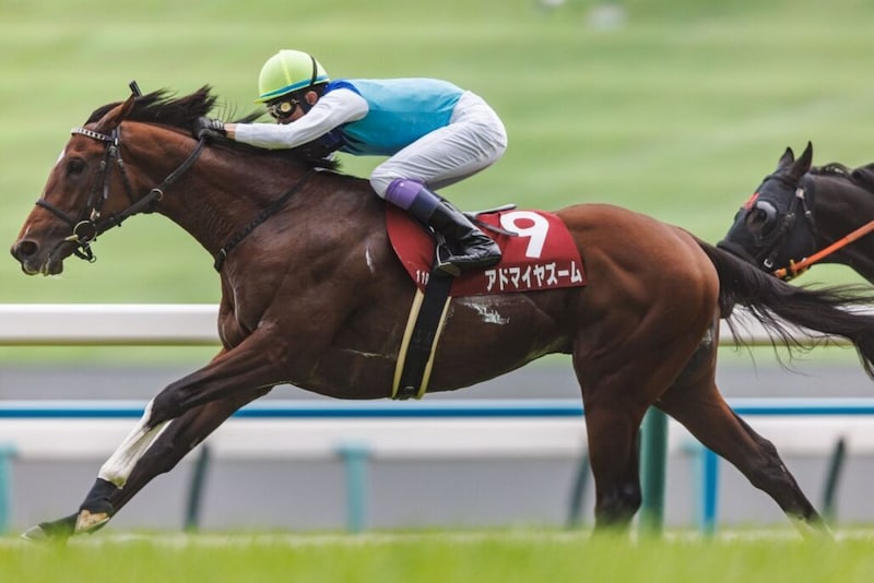【安田記念登録馬】アドマイヤズームなど20頭