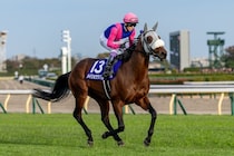メイショウタバルで宝塚記念連覇へ…武豊騎手 今週の騎乗馬
