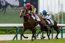 【阪神4R】チェルヴィニアの半弟・チェルヴァーラが初勝利、人気に応える快勝