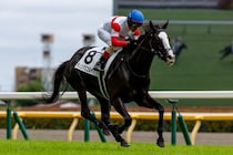 【東京6R】4億円ホース・ダノンアスコルティが待望の初勝利
