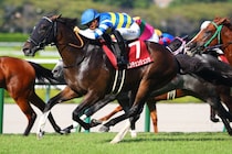 重賞2勝馬カンチェンジュンガが登録抹消…阪神競馬場で第二の馬生へ