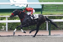 【小倉8R】断然人気ブルーマッキンジーが2勝目…単勝1.6倍の支持に応える