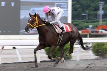 【高知・ヴェガ特別】止まらないスカンジナビア！6馬身差の7連勝で高知最強牝馬を証明