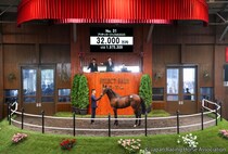 【セレクトセール2026】3億円超えの高額落札…プリティゴージャスの2025をダノックスが3億2000万円で落札