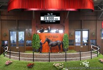 【セレクトセール2026】米G1馬の初仔が3億5000万円…サーチリザルツの2025をエムズレーシングが落札