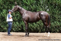 【セレクトセール2026】米G1馬の半妹が登場…アーモニーズエンジェルの2025は1億5000万円で落札