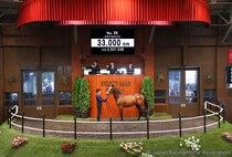 【セレクトセール2026】皐月賞馬ソールオリエンスの全弟に3億3000万円…キタサンブラック産駒の良血