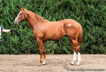 【セレクトセール2026】米G2馬のスワーヴリチャード産駒に1億2500万円