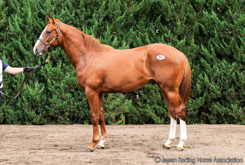 【セレクトセール2026】米G2馬のスワーヴリチャード産駒に1億2500万円