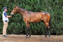 【セレクトセール2026】エピファネイア産駒に1億9000万円…母はJRA4勝馬