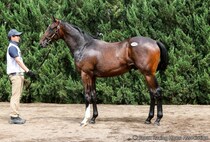 【セレクトセール2026】米G2馬のキズナ産駒に1億6000万円…藤田晋氏が落札