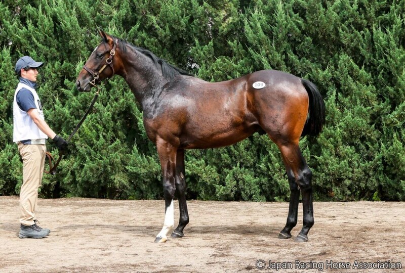 【セレクトセール2026】米G2馬のキズナ産駒に1億6000万円…藤田晋氏が落札