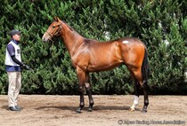 【セレクトセール2026】米G1馬のイクイノックス産駒に1億9000万円…ダノックスが落札