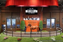 【セレクトセール2026】米最優秀3歳牝馬のキタサンブラック産駒に2億5000万円