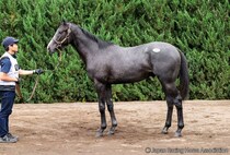 【セレクトセール2026】サートゥルナーリア産駒に1億3000万円…母はJRA4勝馬