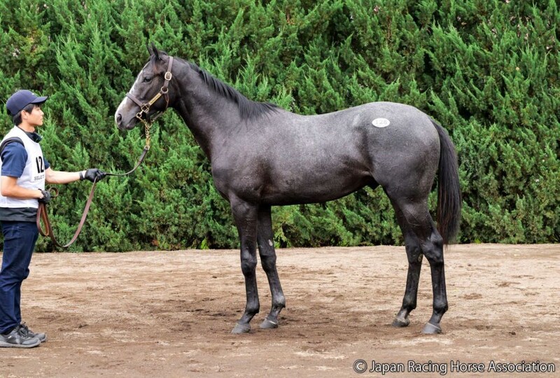 【セレクトセール2026】サートゥルナーリア産駒に1億3000万円…母はJRA4勝馬