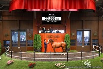 【セレクトセール2026】仏G1馬のキタサンブラック産駒に2億3000万円