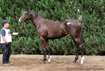 【セレクトセール2026】イクイノックス産駒に1億1000万円…ノーザンファーム生産の良血牝馬