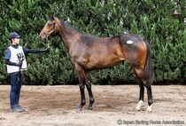 【セレクトセール2026】亜3歳牝馬チャンピオンのイクイノックス産駒に1億1000万円