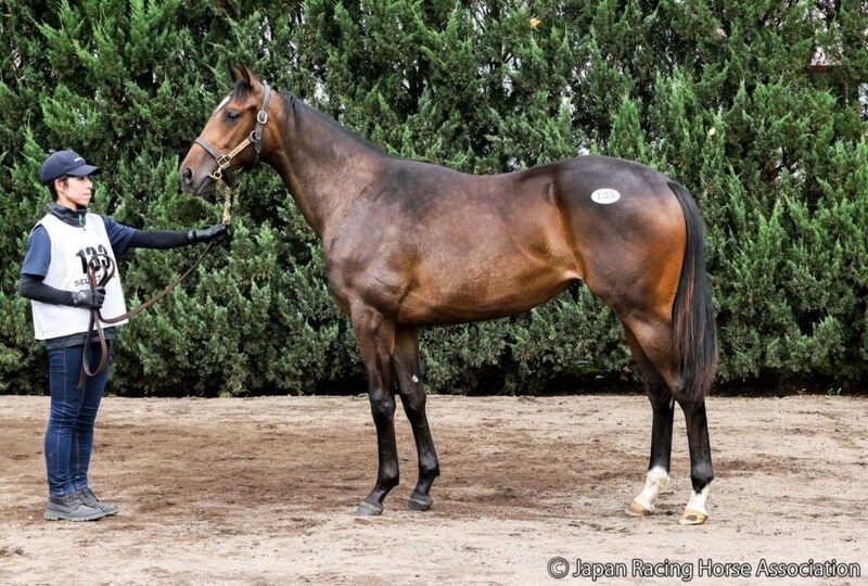 【セレクトセール2026】亜3歳牝馬チャンピオンのイクイノックス産駒に1億1000万円