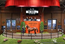【セレクトセール2026】3億円飛び出す！藤田晋氏がキタサンブラック産駒を落札