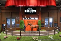 【セレクトセール2026】亜オークス馬の初仔に2億1000万円…キタサンブラック産駒