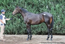 【セレクトセール2026】母は紅梅S勝ち馬…モルトアレグロの2025が1億5000万円