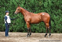 【セレクトセール2026】皐月賞馬ジャスティンミラノ近親…キタサンブラック産駒に1億5000万円
