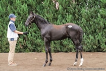 【セレクトセール2026】キタサンブラック産駒が1億2000万円…4勝馬キミノナハマリアの半弟に高評価