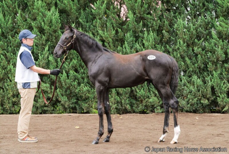 【セレクトセール2026】キタサンブラック産駒が1億2000万円…4勝馬キミノナハマリアの半弟に高評価
