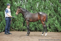 【セレクトセール2026】愛オークス馬の血を引く良血が1億6000万円…キタサンブラック産駒が高額落札