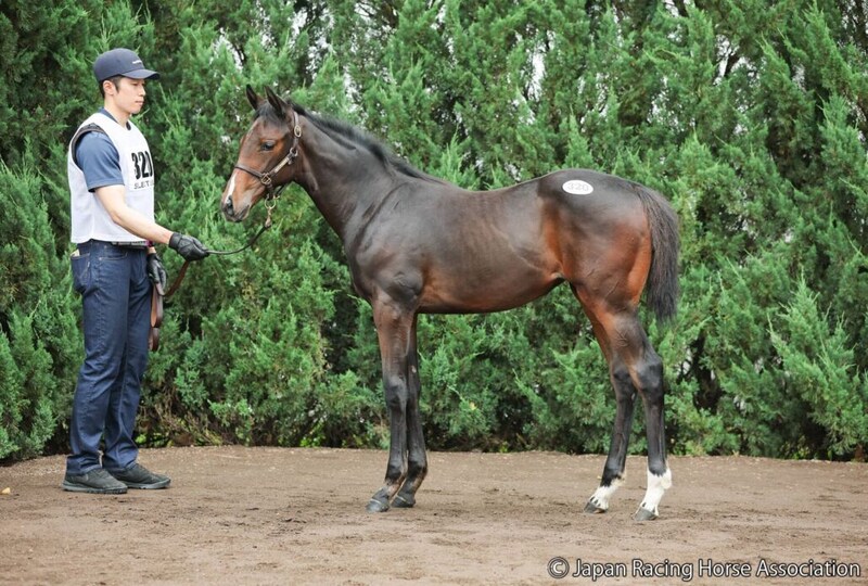【セレクトセール2026】愛オークス馬の血を引く良血が1億6000万円…キタサンブラック産駒が高額落札
