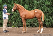 【セレクトセール2026】重賞馬が並ぶ名牝系に1億円…サートゥルナーリア産駒を野田みづき氏が落札