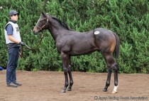 【セレクトセール2026】重賞馬アグリの半弟が1億2500万円…ノースヒルズがコントレイル産駒を落札