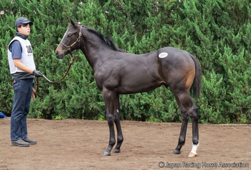 【セレクトセール2026】重賞馬アグリの半弟が1億2500万円…ノースヒルズがコントレイル産駒を落札
