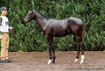 【セレクトセール2026】北米5勝馬の初仔が1億円…国本哲秀氏がキズナ産駒を落札