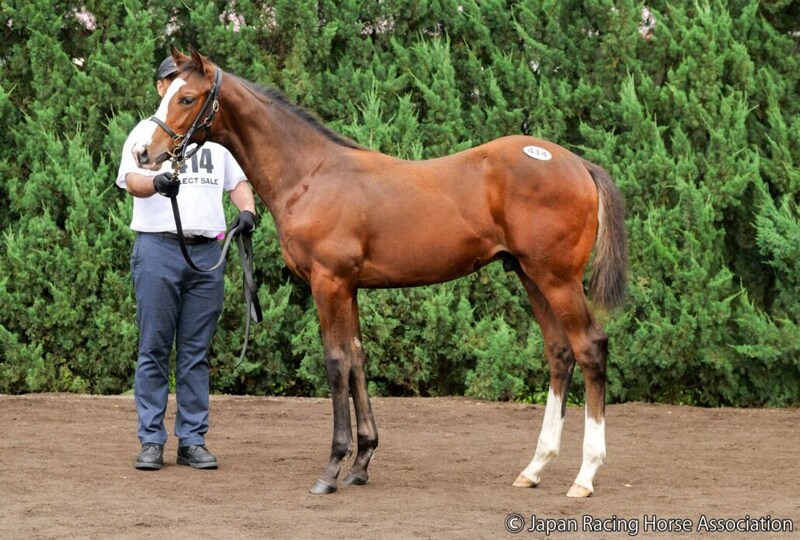 【セレクトセール2026】北米G1馬の半弟が1億7000万円…ダノックスがキタサンブラック産駒を落札