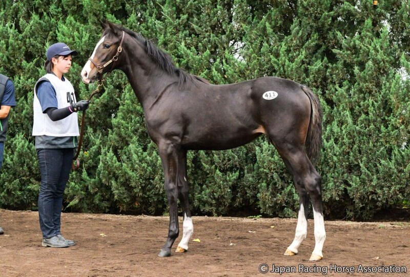 【セレクトセール2026】南米G1馬×イクイノックスに1億1000万円…モンレーヴが落札