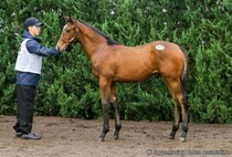 【セレクトセール2026】アルゼンチン年度代表牝馬馬×キタサンブラックに1億1500万円…STレーシングが落札