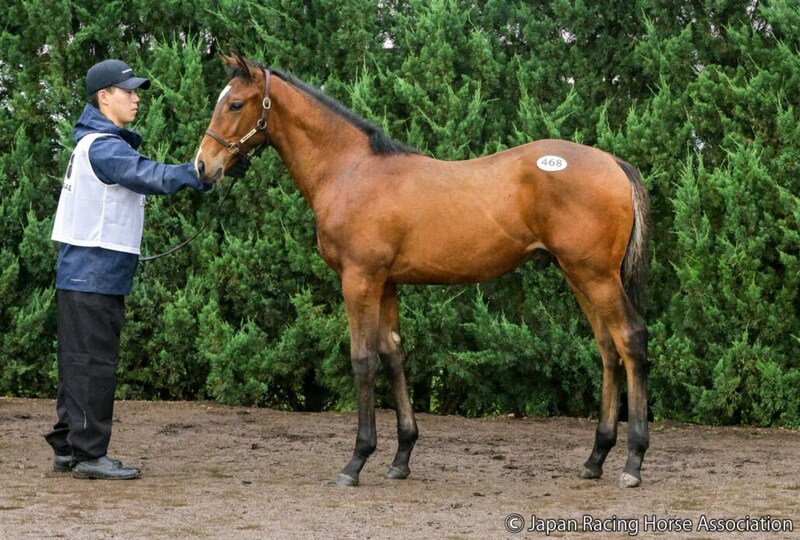 【セレクトセール2026】アルゼンチン年度代表牝馬馬×キタサンブラックに1億1500万円…STレーシングが落札